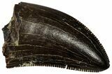 Serrated, Tyrannosaur (Nanotyrannus) Tooth - Montana #350382-1